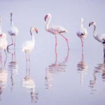 A group of flamingos wades through the calm waters of the Pink Lake of Torrevieja, their long legs barely disturbing the surface of the Laguna Salada de Torrevieja. Their pink feathers blend perfectly with the unique color of the pink salt lake in Alicante, creating a breathtaking and surreal scene. The reflection of the birds shimmers on the lake, adding to the dreamlike atmosphere of this famous salt lake in Spain. As the sun sets over the Torrevieja salt lake, warm golden hues mix with the soft pink of the water, casting a magical glow over the landscape. The salt formations scattered along the shore contrast with the smooth surface of the Torrevieja pink lagoon. This natural wonder, located in the greater Alicante area, is home to many flamingos, making it a paradise for nature lovers and photographers. The sight of these elegant birds in the pink sea of Spain is a truly unforgettable experience in one of the most unique salt lakes in Spain.