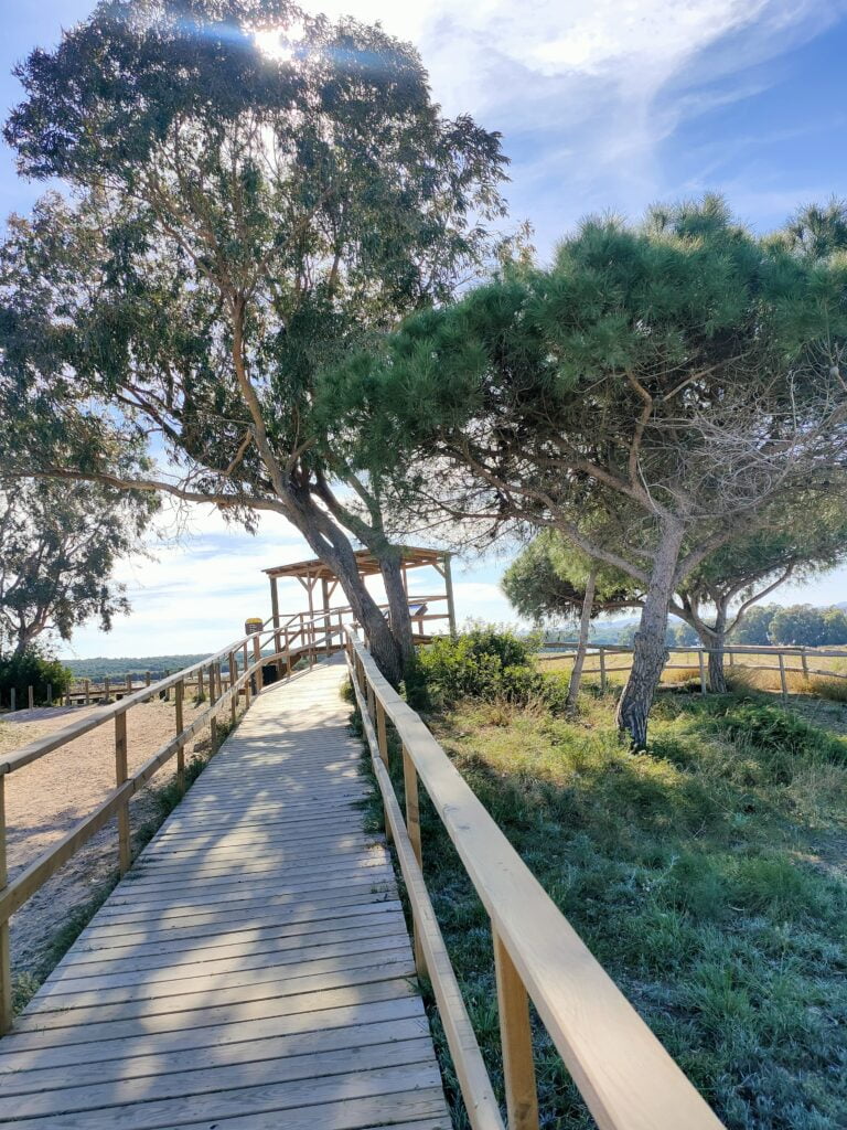 A wooden walkway stretches towards the Pink Lake of Torrevieja, gently leading the way through a serene landscape. The path, surrounded by lush greenery and tall trees, creates a peaceful, shaded route towards the Laguna Salada de Torrevieja. The vibrant pink waters of the Torrevieja salt lake can be seen in the distance, their unique hue contrasting beautifully with the green foliage. As the walkway guides the viewer towards the lake, the trees provide a natural frame for the scene, enhancing the tranquil atmosphere. The air is calm, and the surrounding nature adds to the sense of serenity, making this moment in Alicante’s pink salt lake feel like an escape into a hidden, magical world. The reflection of the trees on the water creates an almost dreamlike quality, making the Pink Lake of Torrevieja a truly unforgettable destination.